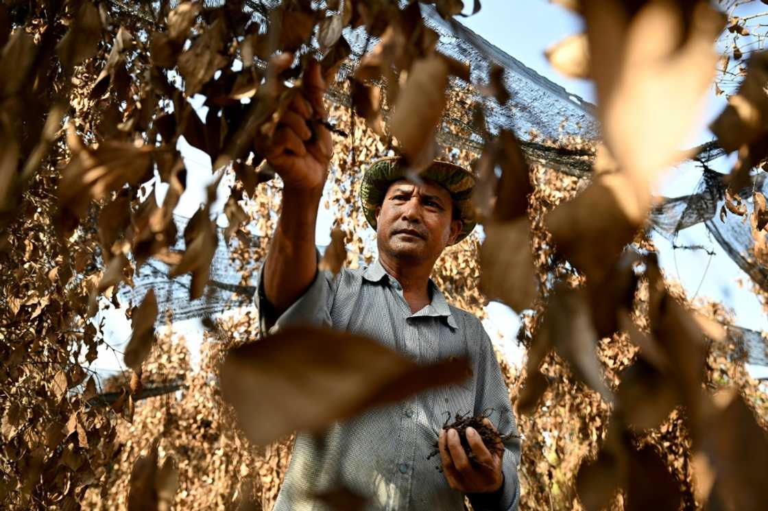 "It is so hot this year, no rains, and we have no water to water the pepper plants," says farmer Chhim Laem