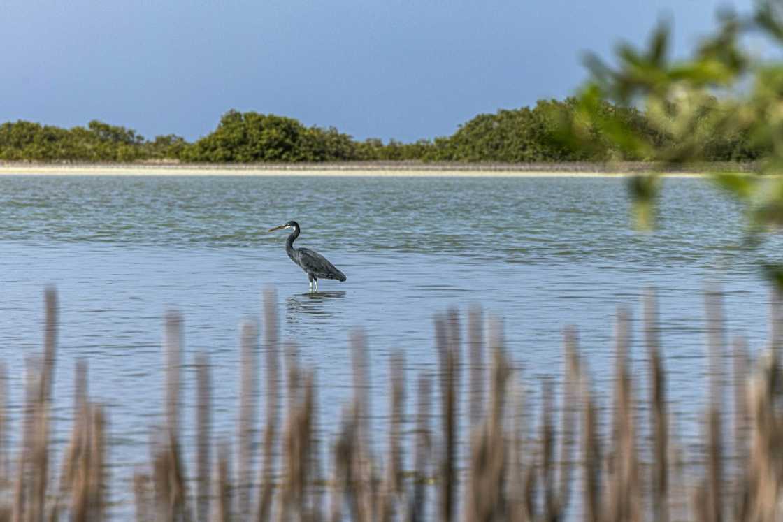 Mangroves provide shelter for a host of other species, as well as acting as powerful carbon sink battling climate change