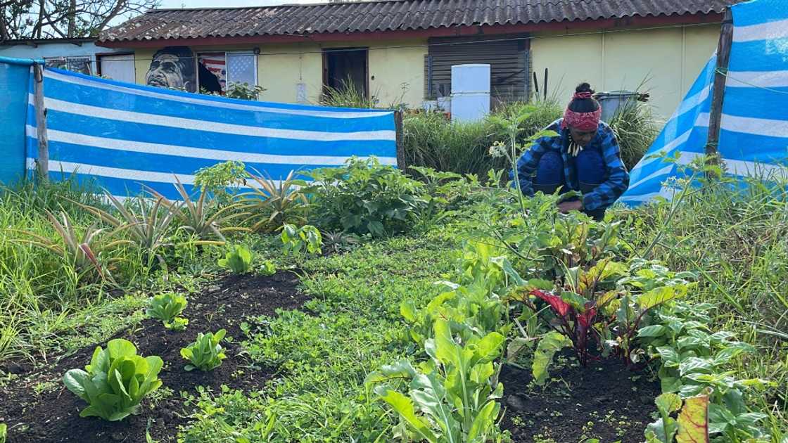 Local Easter Island inhabitants like Olga Ickapakarati took to growing their own food during the pandemic as their tourism based income disappeared due to the islands' borders being closed Local Easter Island inhabitants like Olga Ickapakarati took to growing their own food during the pandemic as their tourism based income disappeared due to the islands' borders being closed