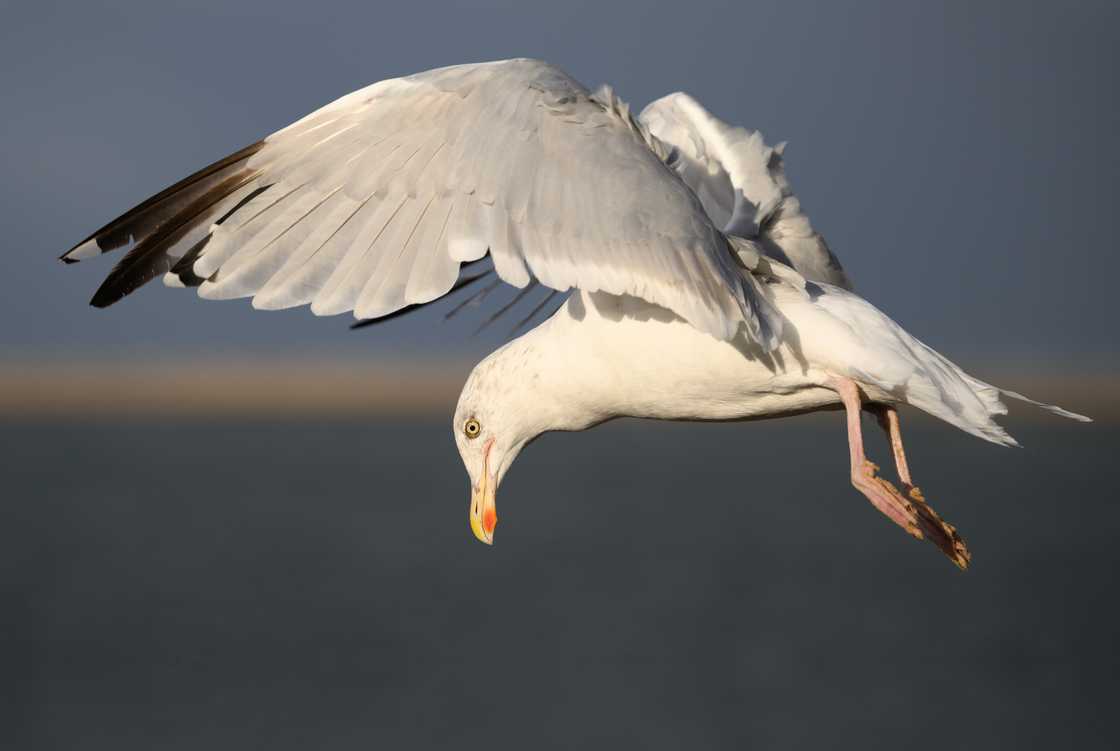 The Herring Gull (Larus argentatus) successful flight. The Herring Gull (Larus argentatus) successful flight.
