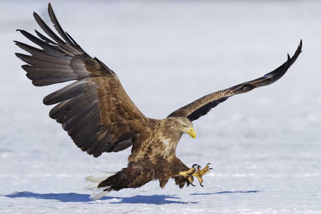 Largest eagle in the world