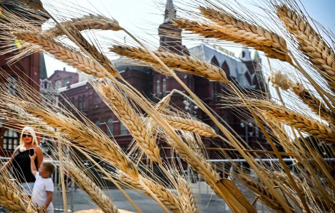 Grain from Ukraine and Russia is a vital food resource for much of the global south but shipments have been halted and prices soared since war broke out Grain from Ukraine and Russia is a vital food resource for much of the global south but shipments have been halted and prices soared since war broke out
