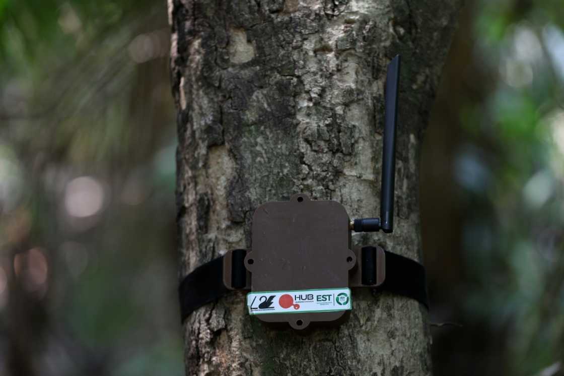 The 'curupira' sensors look like small internet modems but are in fact wireless and can relay data up to one kilometer (0.6 miles) via satellite to others in a network The 'curupira' sensors look like small internet modems but are in fact wireless and can relay data up to one kilometer (0.6 miles) via satellite to others in a network