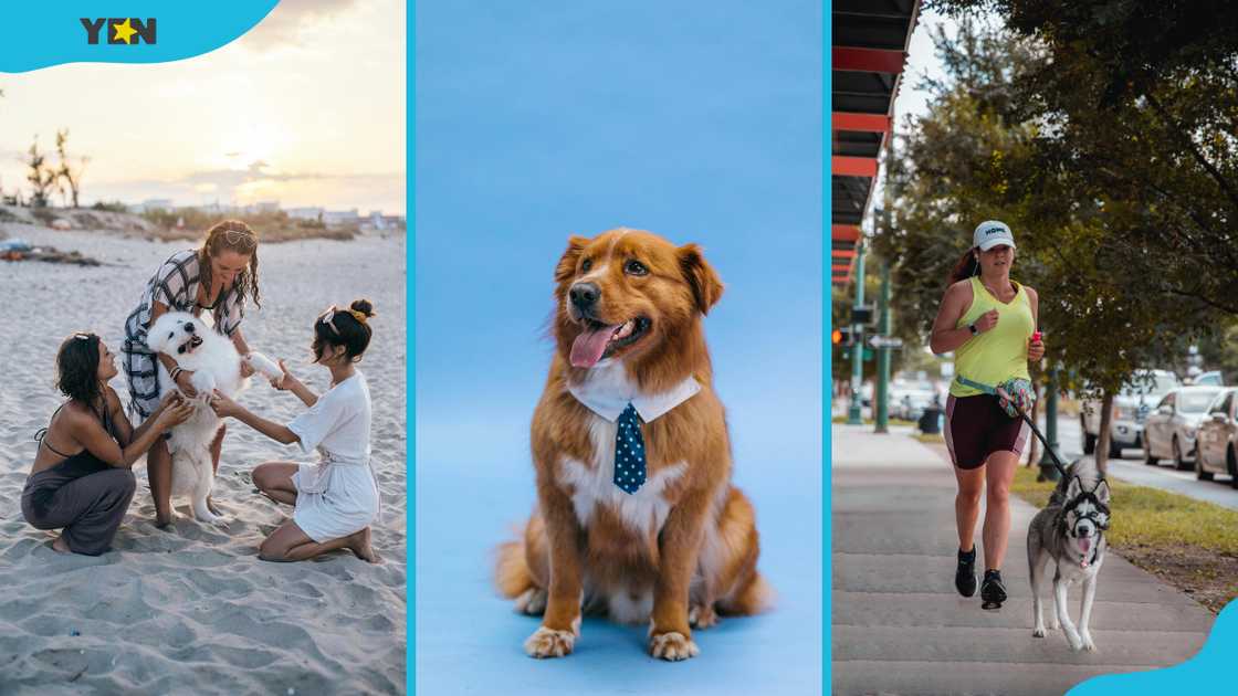 Fun things to do with your dog Fun things to do with your dog