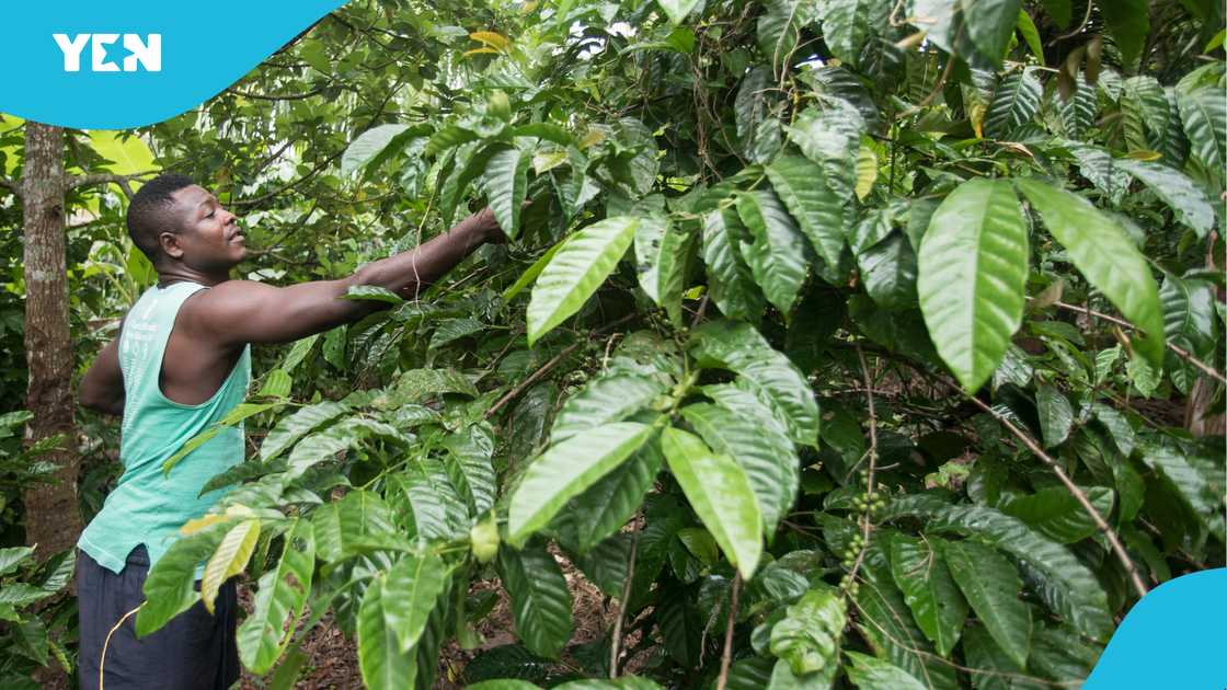 Farming in Ghana, Land for sale, Asamankese, Eastern Region, Cheap lands, Cost of land, Accra lands