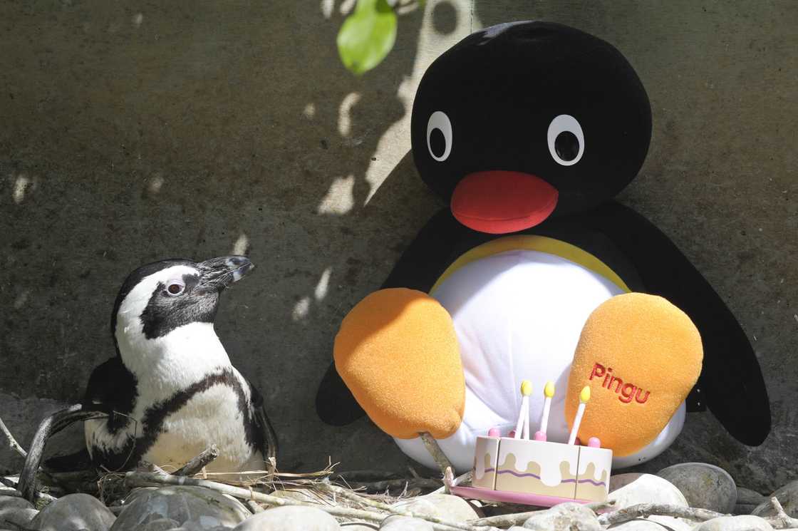 funny cartoon characters funny cartoon characters