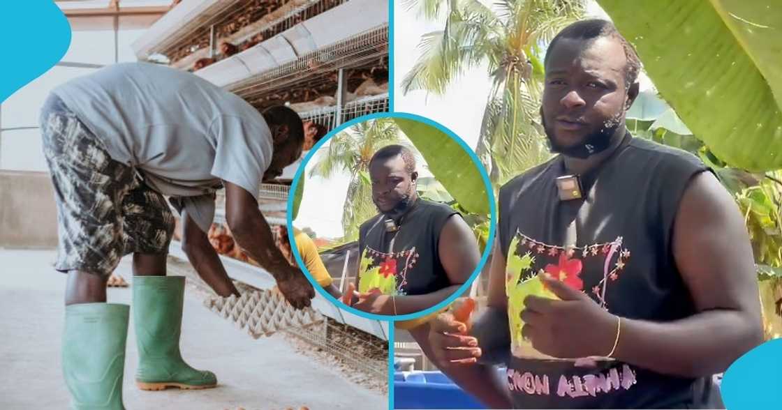 ghana, business, farmer, farmer's income, fishery, poultry, ghanaian farmer ghana, business, farmer, farmer's income, fishery, poultry, ghanaian farmer