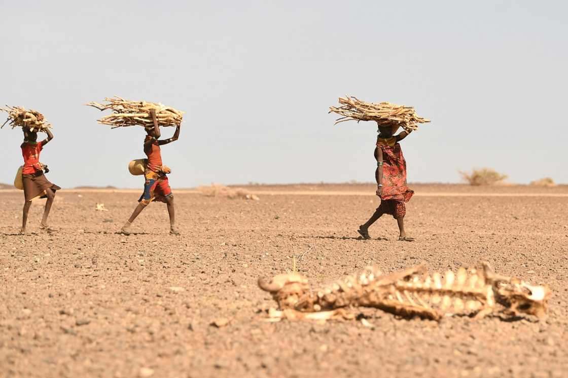 Over four million people in northern Kenya are facing severe hunger as the worst drought in 40 years devastates the Horn of Africa Over four million people in northern Kenya are facing severe hunger as the worst drought in 40 years devastates the Horn of Africa