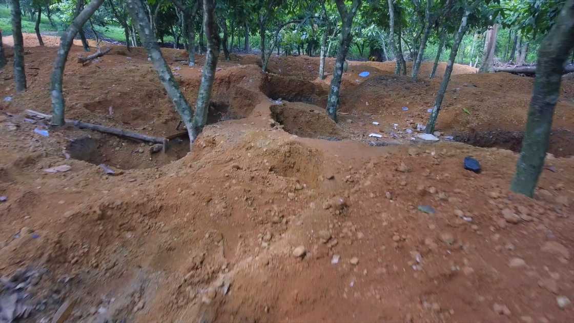 Illegal miners ransack cocoa farms in Eastern Region, COCOBOD alerts of dark economic times