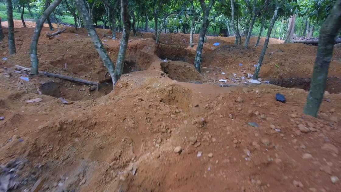 Illegal miners ransack cocoa farms in Eastern Region, COCOBOD alerts of dark economic times Illegal miners ransack cocoa farms in Eastern Region, COCOBOD alerts of dark economic times