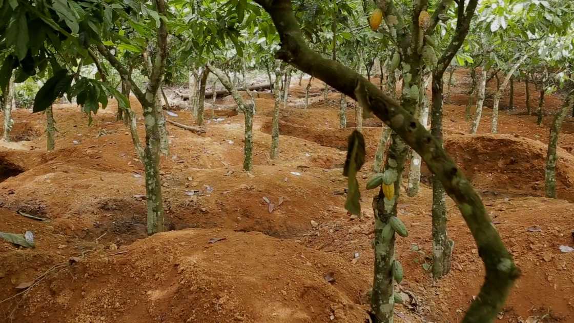 Illegal miners ransack cocoa farms in Eastern Region, COCOBOD alerts of dark economic times Illegal miners ransack cocoa farms in Eastern Region, COCOBOD alerts of dark economic times
