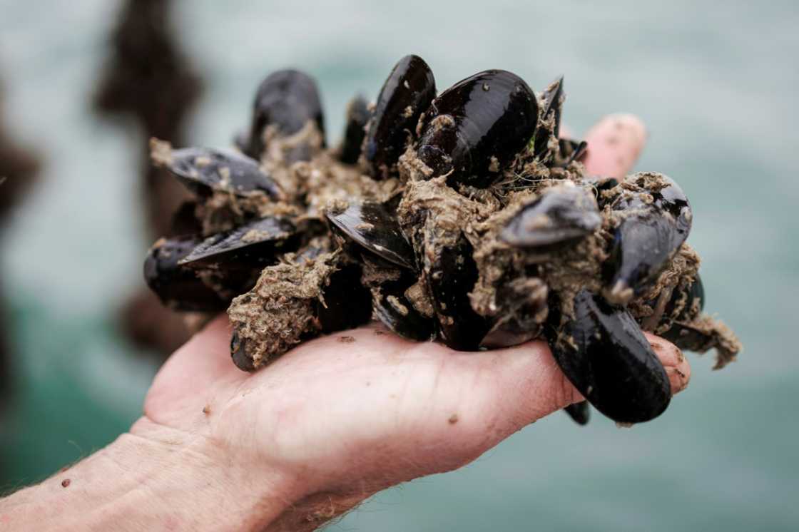 Supermarket group Colruyt has a mussel farm off the Belgian coast to harvest local mussels Supermarket group Colruyt has a mussel farm off the Belgian coast to harvest local mussels