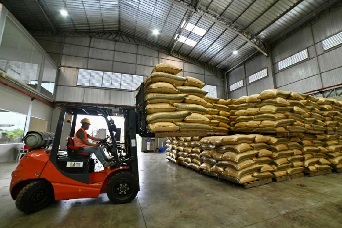 A worker arranges sacks of cocoa using a forklift at the Fumisa plant of fine aroma cocoa exporter Ecokakao in Buena Fe canton, Los Rios province, Ecuador A worker arranges sacks of cocoa using a forklift at the Fumisa plant of fine aroma cocoa exporter Ecokakao in Buena Fe canton, Los Rios province, Ecuador