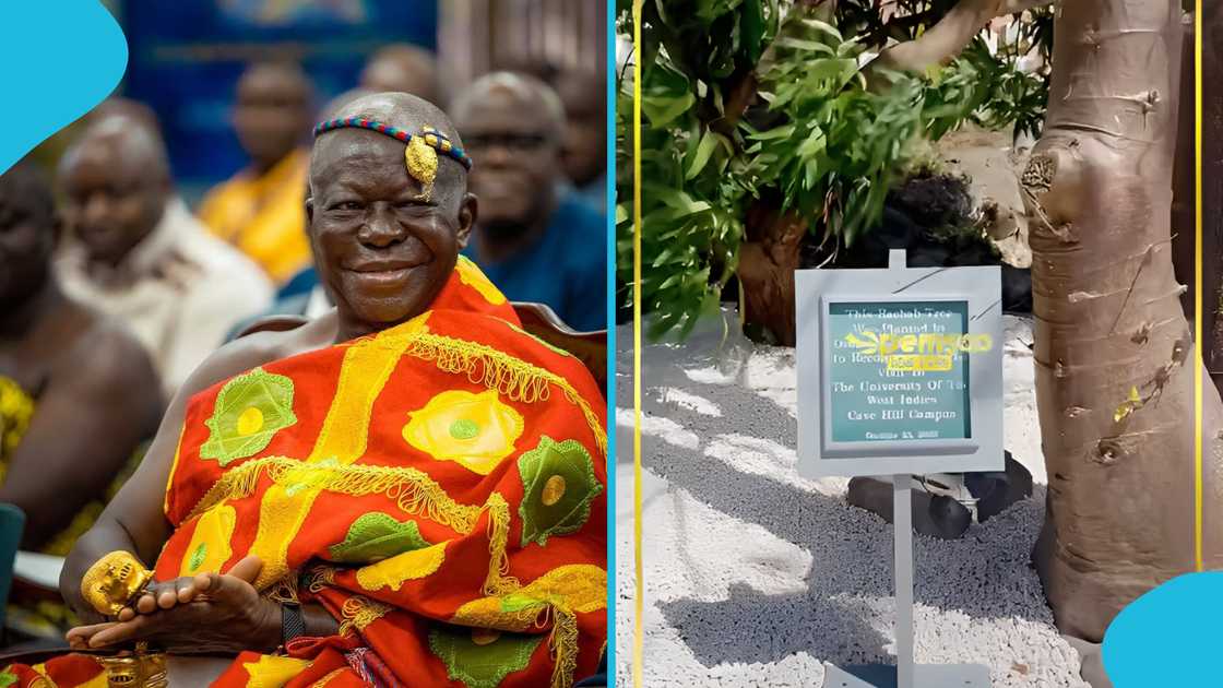 Otumfuo Osei Tutu II, Asantehene, Baobab tree, Barbados, University of the West Indies, Tree inspection, 17 years. Otumfuo Osei Tutu II, Asantehene, Baobab tree, Barbados, University of the West Indies, Tree inspection, 17 years.