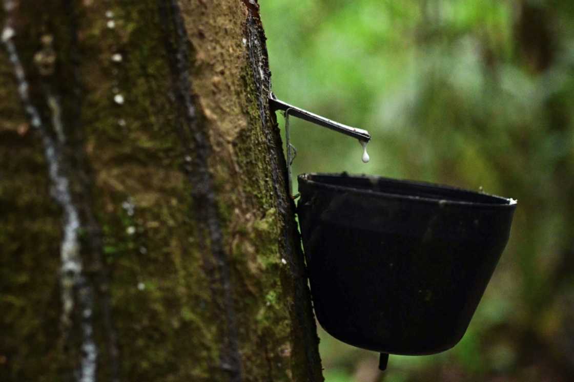 A bucket hangs from a rubber tree in the municipality of Anajas