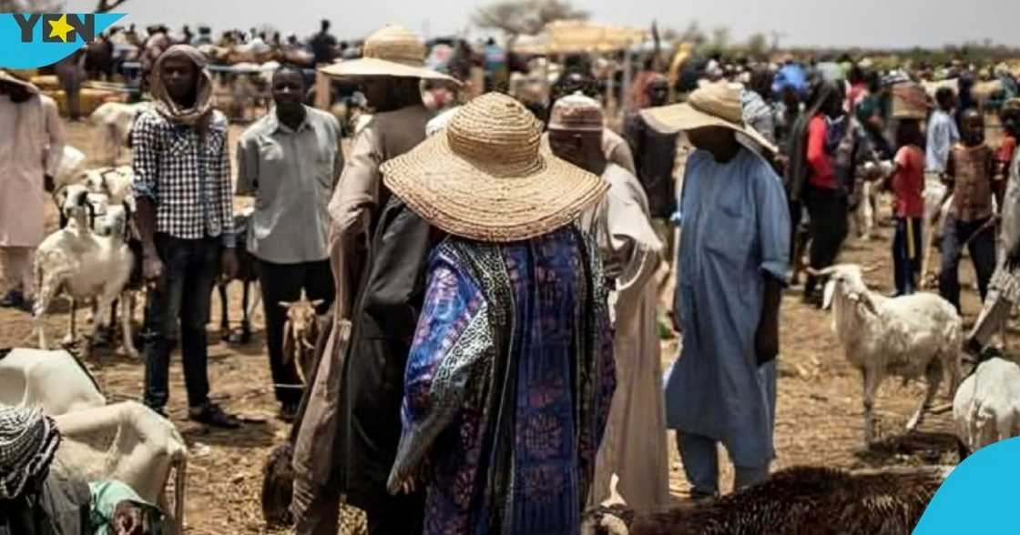 Fulani Herdsmen, Volta Region, Ketu North, local farmers, eviction notice. Fulani Herdsmen, Volta Region, Ketu North, local farmers, eviction notice.