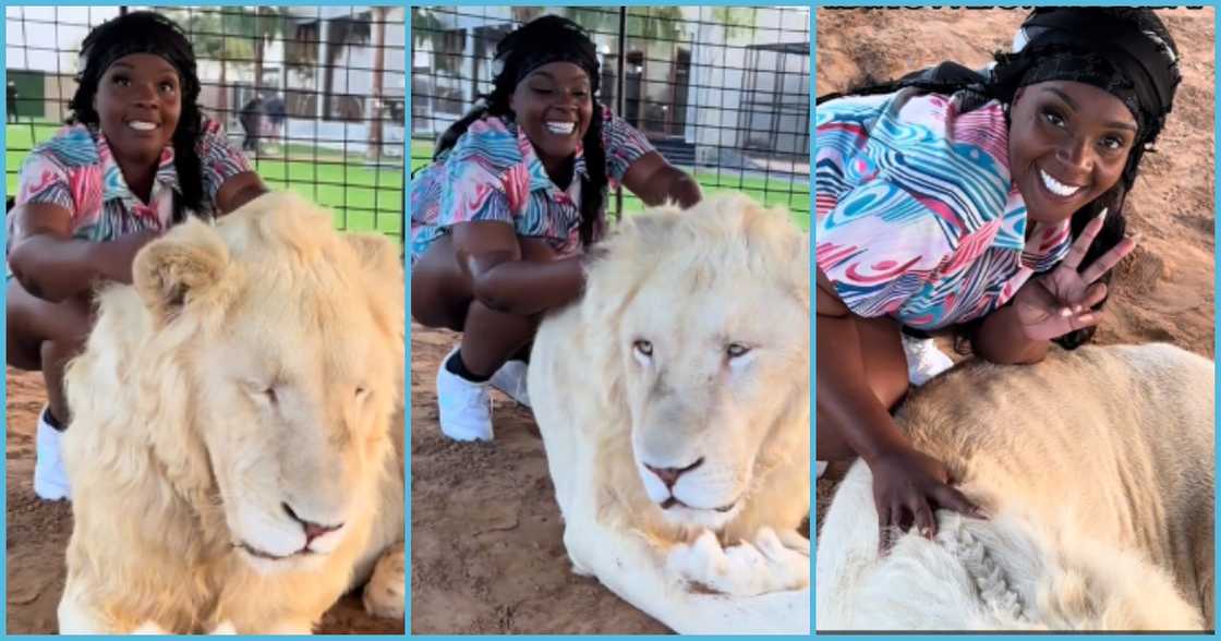 Pretty lady rejoices as she braids a lion's fur