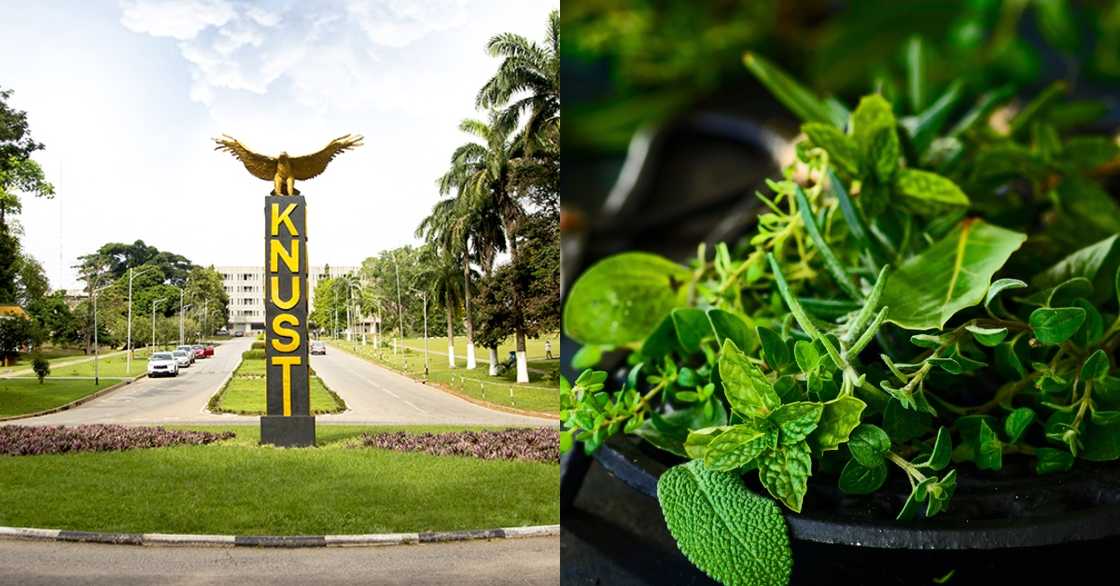 KNUST researchers get approval to try out herbal mixture as treatment for COVID-19 KNUST researchers get approval to try out herbal mixture as treatment for COVID-19