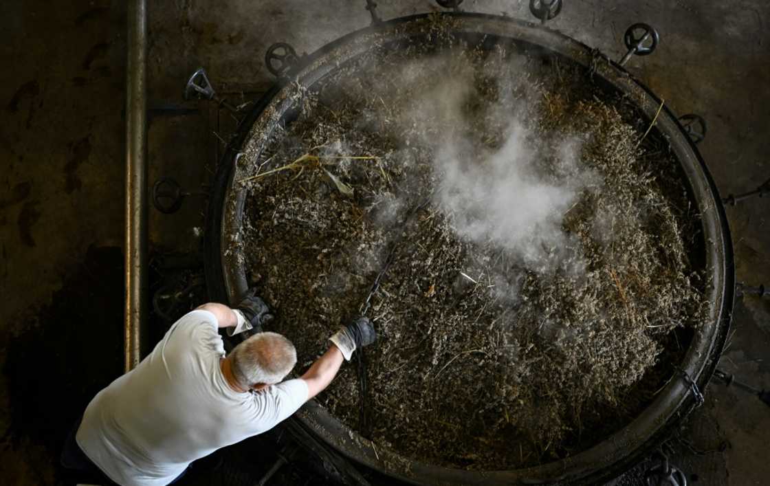 It takes as much 120 kilos of lavender flowers to produce one kilo of essential oil, which is used in cosmetics and perfumes It takes as much 120 kilos of lavender flowers to produce one kilo of essential oil, which is used in cosmetics and perfumes