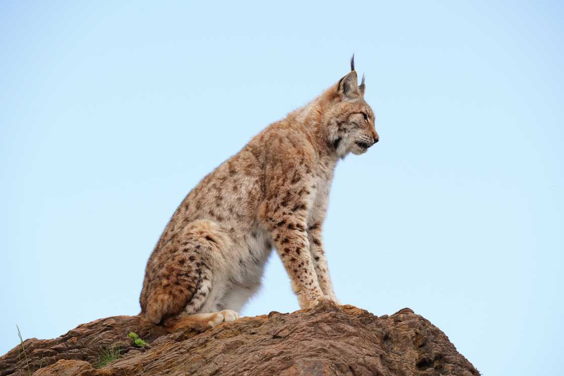 Iberian Lynx on a clear day Iberian Lynx on a clear day