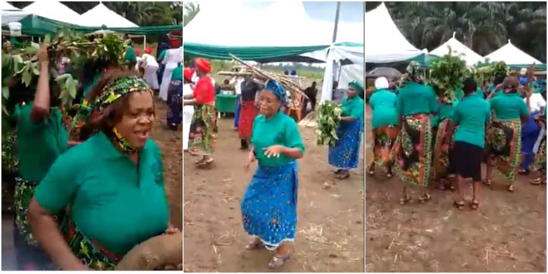 Celebration as female farmers reap bountiful harvest after benefiting from Buhari's fertiliser initiative Celebration as female farmers reap bountiful harvest after benefiting from Buhari's fertiliser initiative