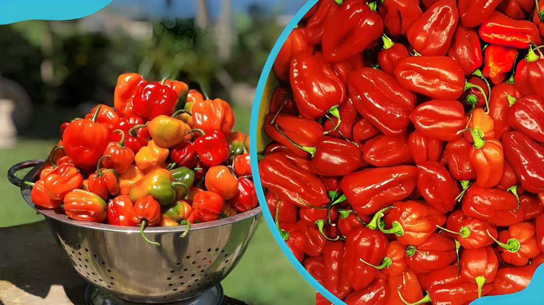 spices in Ghana spices in Ghana