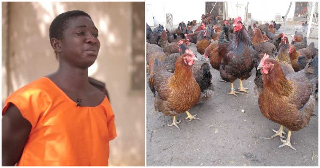 A Ghanaian young man who stole 8 fowls has been given 2 years of prison time A Ghanaian young man who stole 8 fowls has been given 2 years of prison time