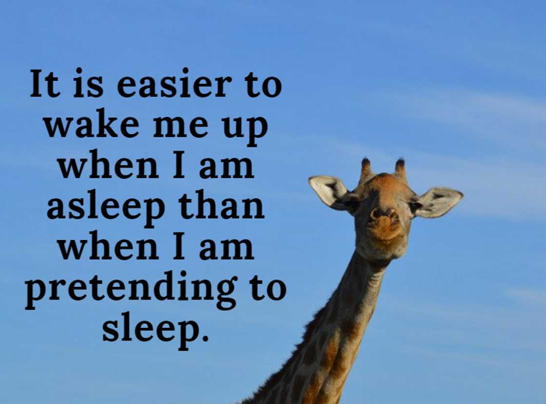 funny quotes funny quotes