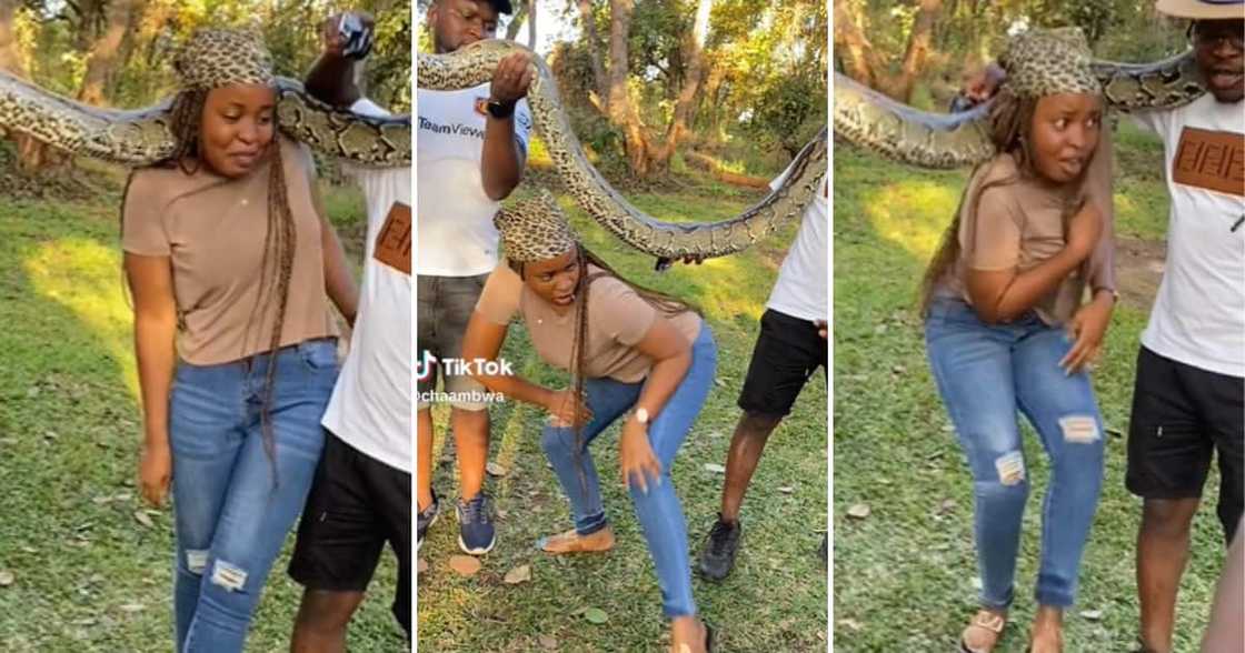 TikTok user @chaambwa tried to take a picture with a python, but her body just wouldn’t let her