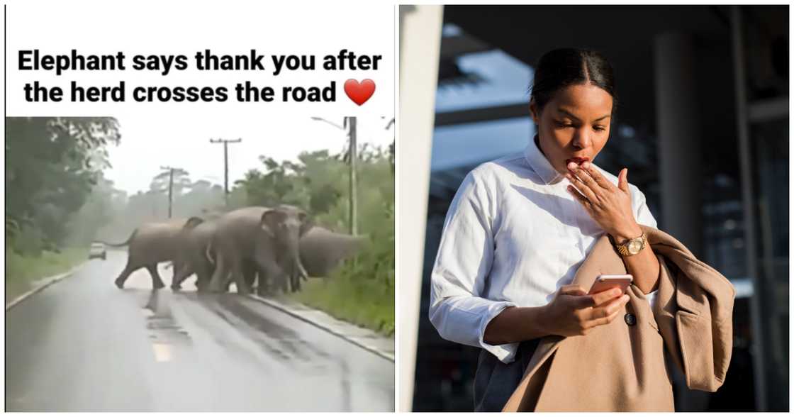 Elephant stops to say thank you to cars after crossing Elephant stops to say thank you to cars after crossing