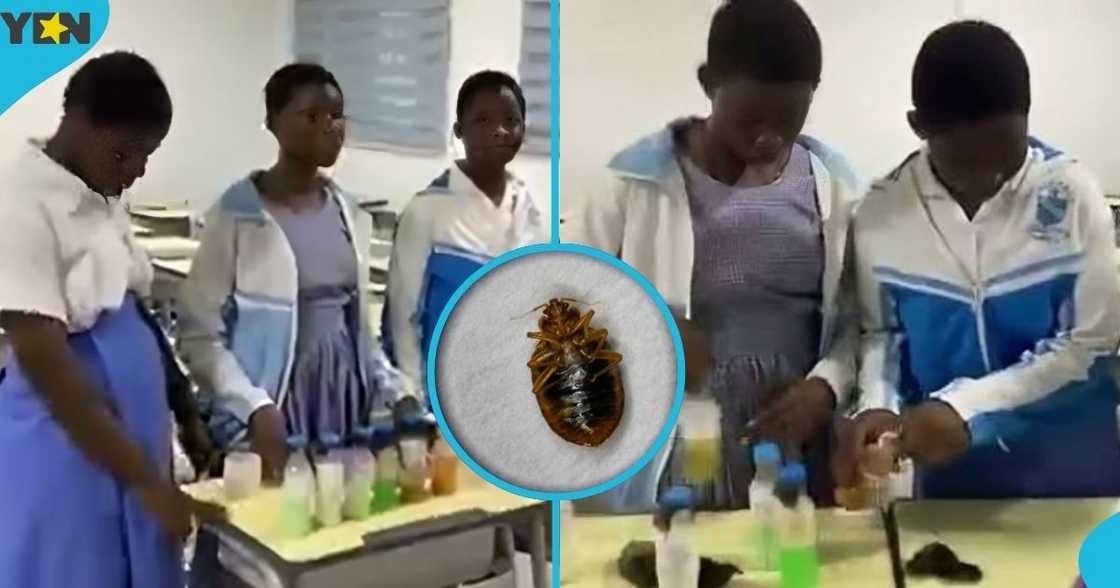 Ghana Senior High School, Tamale, Northern Region, Female GHANASCO Students,boarding schools across Ghana, homemade remedies to combat bedbugs