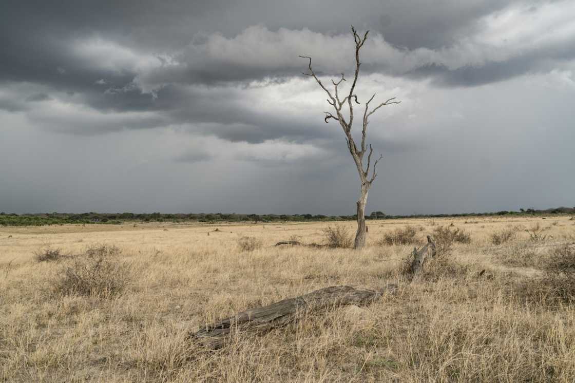 Major growing areas in Malawi, Mozambique, Namibia, Zambia and Zimbabwe received only 80 percent of average rainfall during the mid-November-to-February summer period Major growing areas in Malawi, Mozambique, Namibia, Zambia and Zimbabwe received only 80 percent of average rainfall during the mid-November-to-February summer period