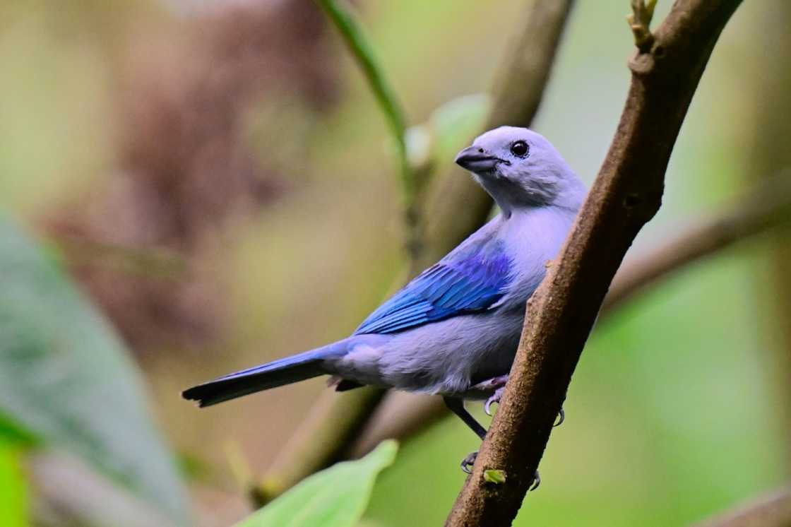 A blue-gray tanager (Thraupis episcopus) is pictured at a private sanctuary in Mindo, Ecuador on August 16, 2024