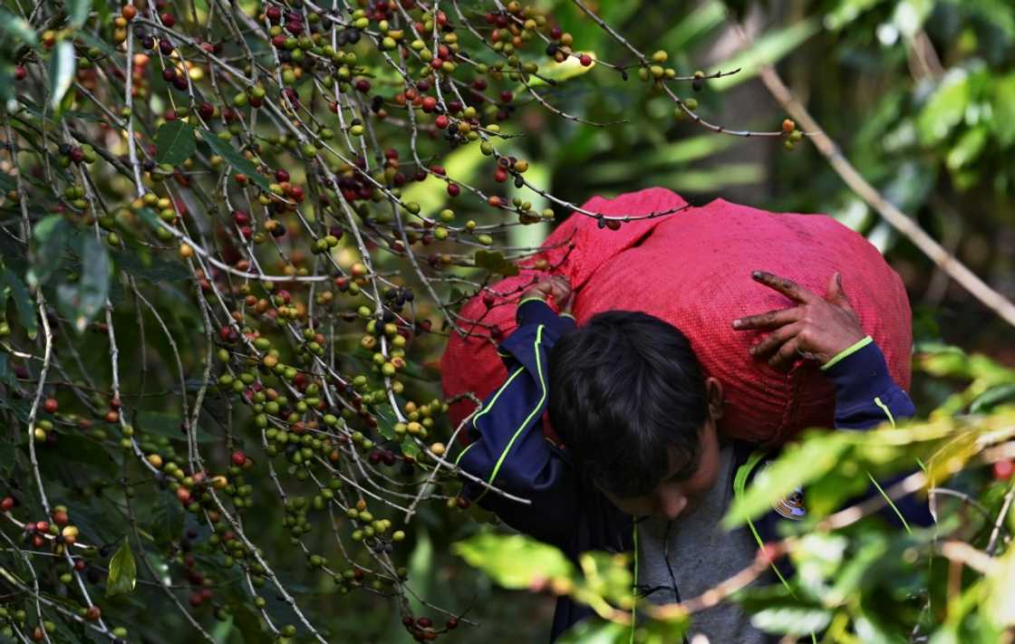 Coffee picking is back-breaking work Coffee picking is back-breaking work