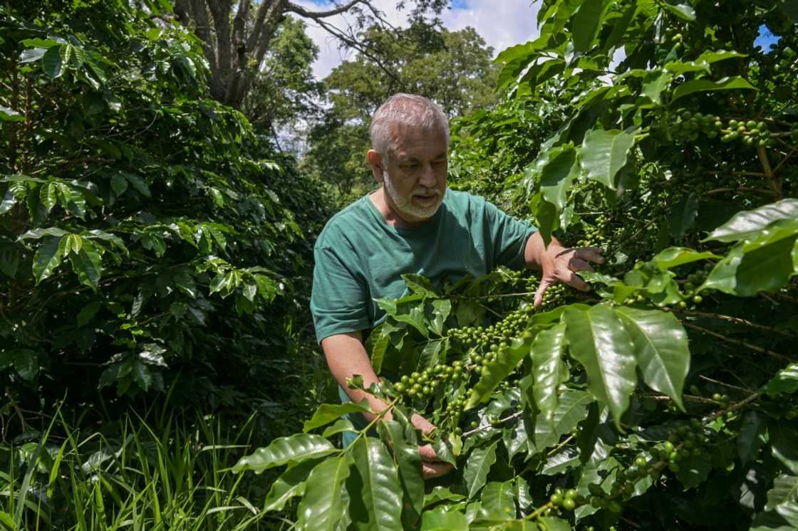 Planting coffee shrubs in shady areas protects them from excessive heat and allows beans to ripen slowly Planting coffee shrubs in shady areas protects them from excessive heat and allows beans to ripen slowly