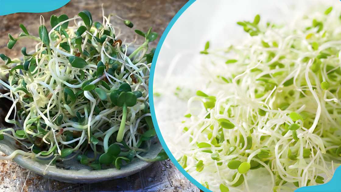 spices in Ghana spices in Ghana