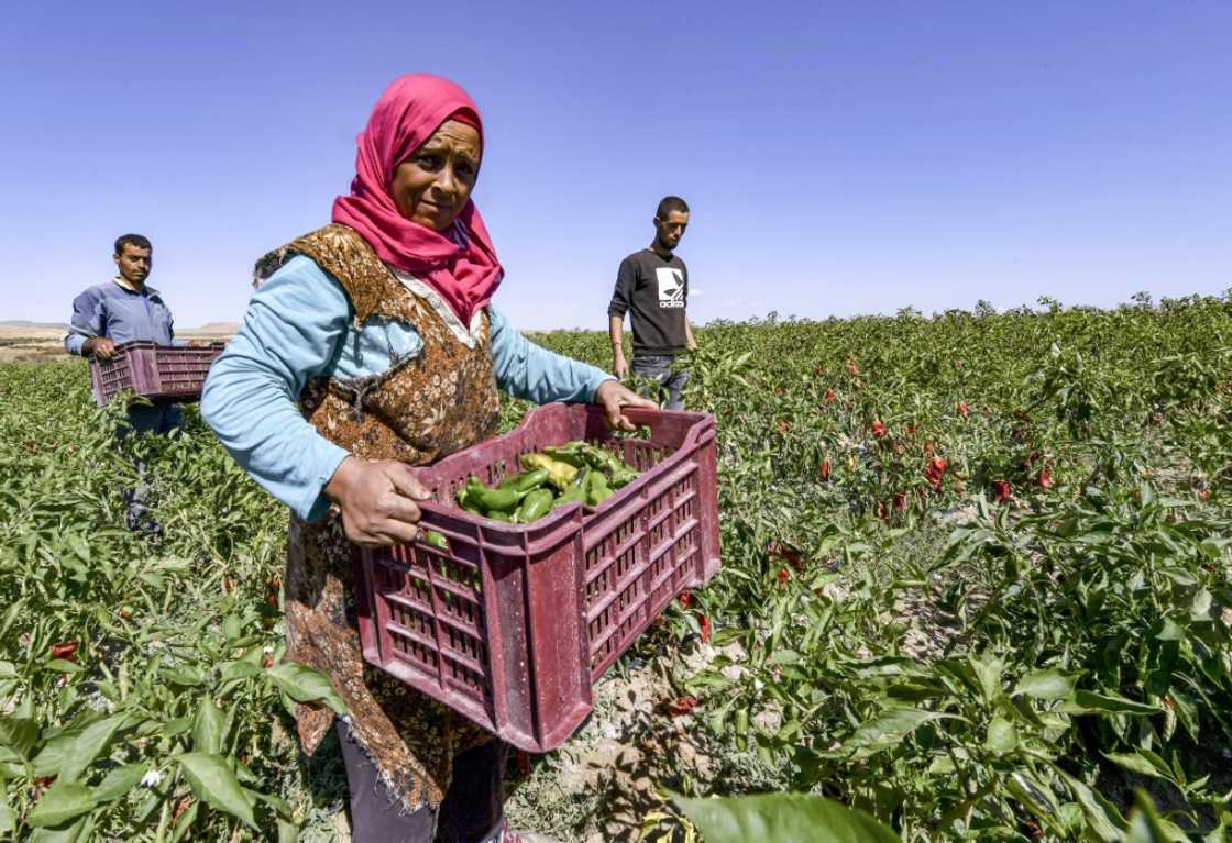 Workers harvest green peppers, the profits from which are used for financing the Makhtar boarding school Workers harvest green peppers, the profits from which are used for financing the Makhtar boarding school