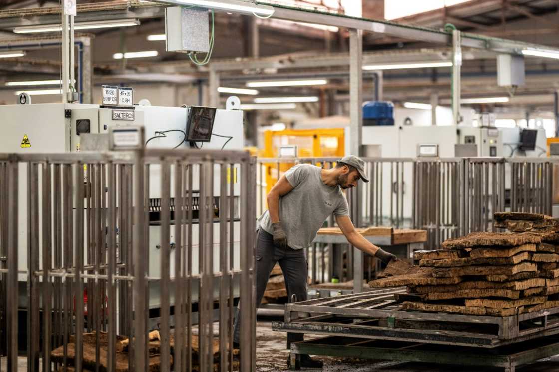 The cork bark is transported to Corticeira Amorim's factories in northern Portugal, where it is steam-treated, cut into smaller pieces, and then fed into machines that pierce the corks