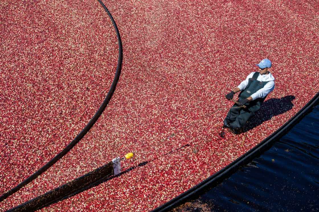 Agriculture and construction are two sectors that could be affected by Trump's mass deportation plans Agriculture and construction are two sectors that could be affected by Trump's mass deportation plans