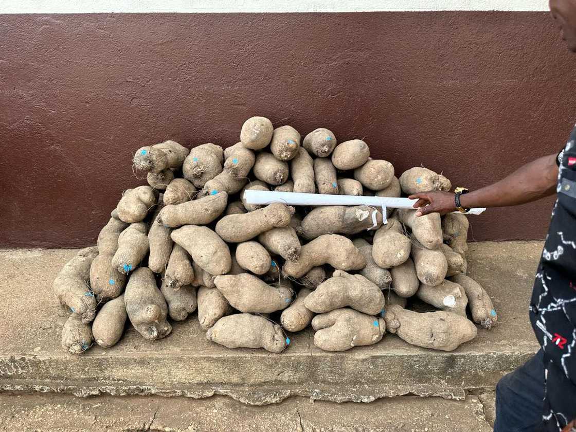 The 100 pieces of yam donated to help Pooley's funeral by the Lions Circle 106 of Asante Kotoko of Techiman The 100 pieces of yam donated to help Pooley's funeral by the Lions Circle 106 of Asante Kotoko of Techiman