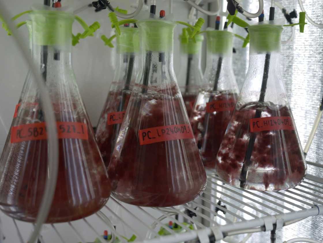 Vials used to test how algae reacts to different conditions at Sea Forest's headquarters in Triabunna, Tasmania Vials used to test how algae reacts to different conditions at Sea Forest's headquarters in Triabunna, Tasmania