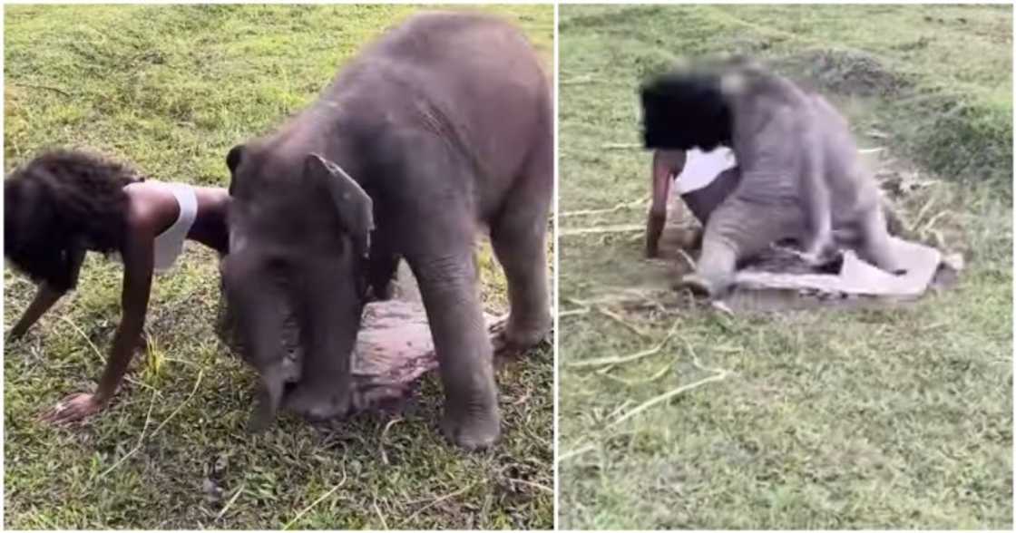 A young calf play with lady