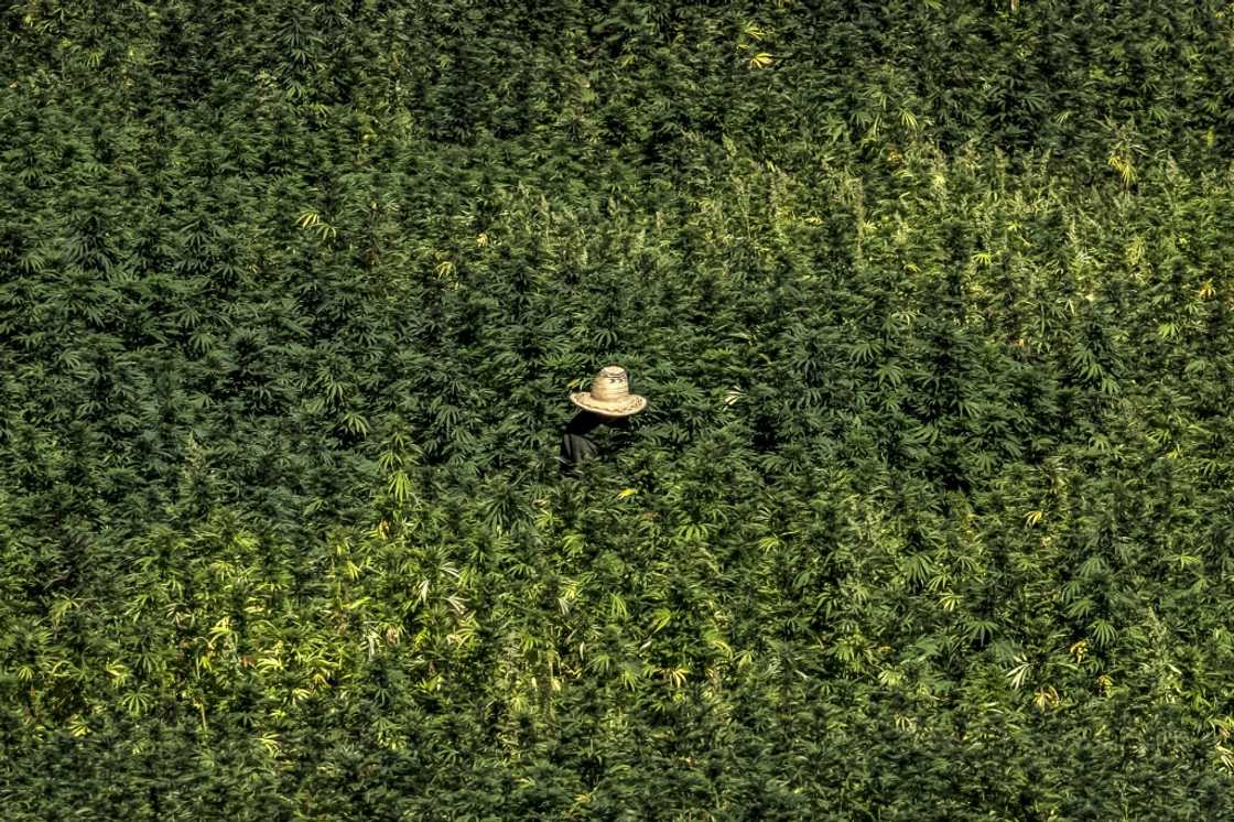 The marginalised region has long been a major source of illicit hashish smuggled to Europe while Moroccan authorities, wary of social unrest, have turned a blind eye The marginalised region has long been a major source of illicit hashish smuggled to Europe while Moroccan authorities, wary of social unrest, have turned a blind eye