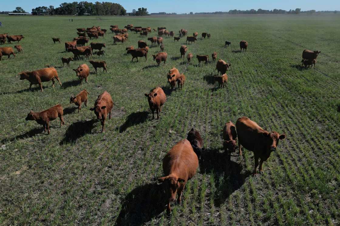 Argentine farmers are fed up with excessive government controls and taxes that have long choked the agricultural industry Argentine farmers are fed up with excessive government controls and taxes that have long choked the agricultural industry