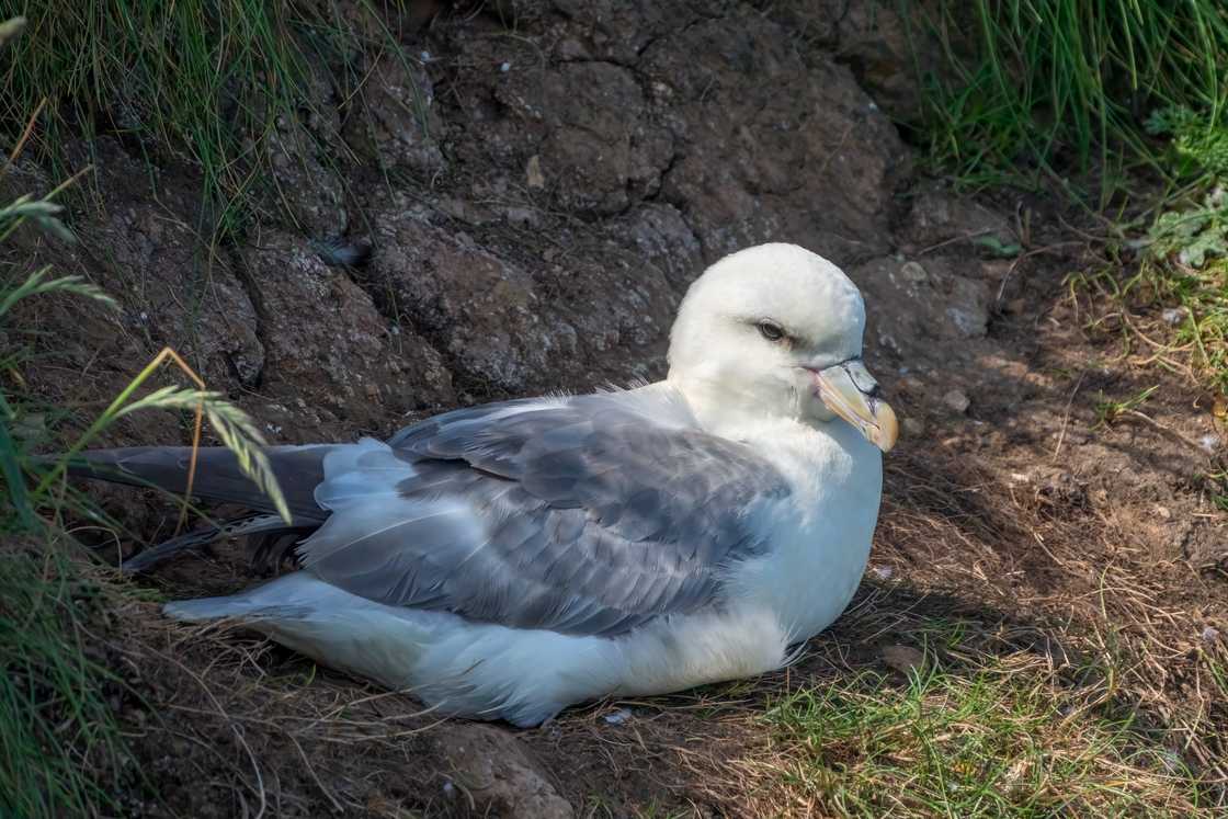 Fulmar on its nest at Bempton cliffs in Flamborough Head