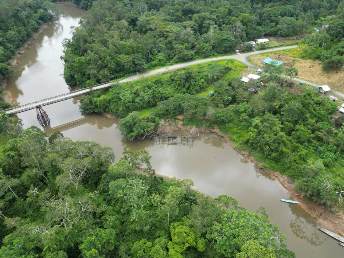 Yasuni National Park is home to species of about 2,000 trees, 610 birds, 204 mammals, 150 amphibians and more than 120 reptiles, according to the University of San Francisco, Quito