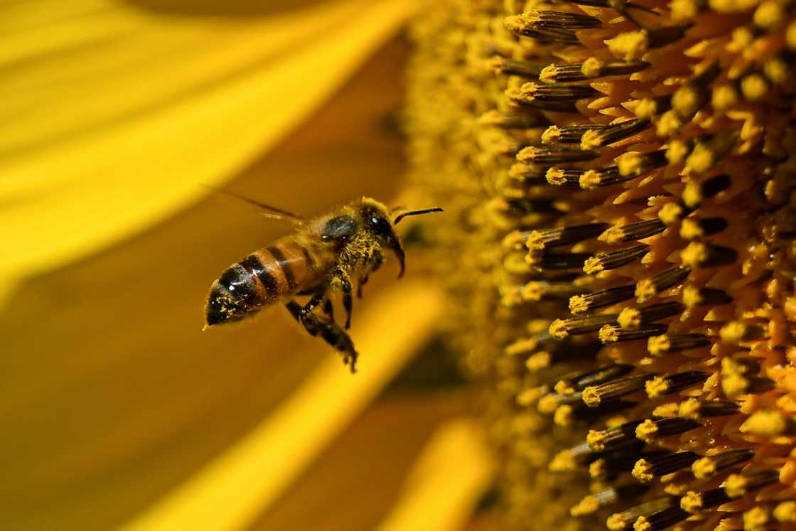 A wasp flies around a sunflower near Juan Jose Castelli in Chaco province, northeast Argentina A wasp flies around a sunflower near Juan Jose Castelli in Chaco province, northeast Argentina