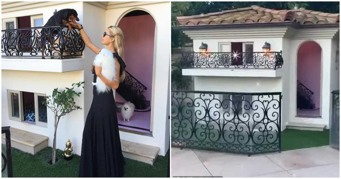 Paris Hilton builds a dog mansion for her dogs Paris Hilton builds a dog mansion for her dogs