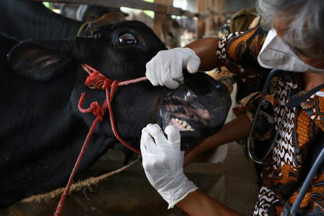 A foot-and-mouth disease outbreak has ripped through two Indonesian provinces since April, killing thousands of cows and infecting hundreds of thousands more A foot-and-mouth disease outbreak has ripped through two Indonesian provinces since April, killing thousands of cows and infecting hundreds of thousands more