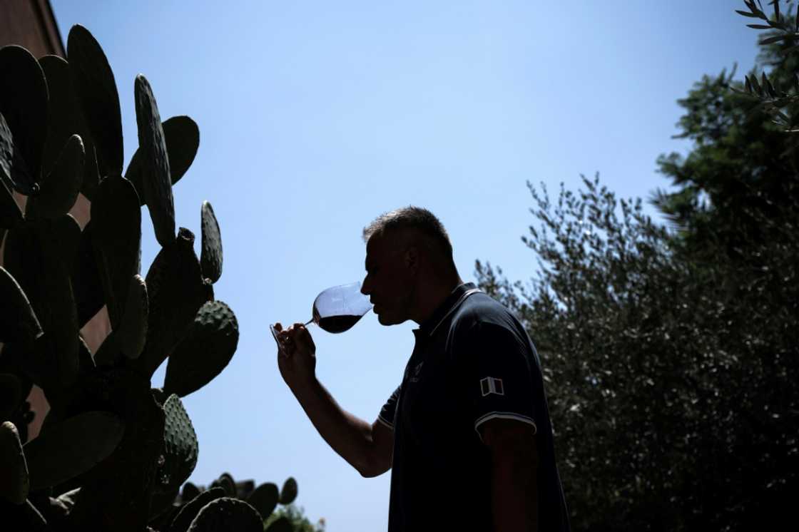 Antonino Santoro, oenologist and technical director of Donna Fugata vinery smells a glass of red wine during the harvest of merlot grapes in Contessa Entellina Antonino Santoro, oenologist and technical director of Donna Fugata vinery smells a glass of red wine during the harvest of merlot grapes in Contessa Entellina